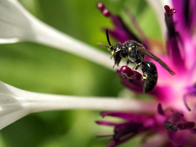 Pollinating by Dustin Glaseman